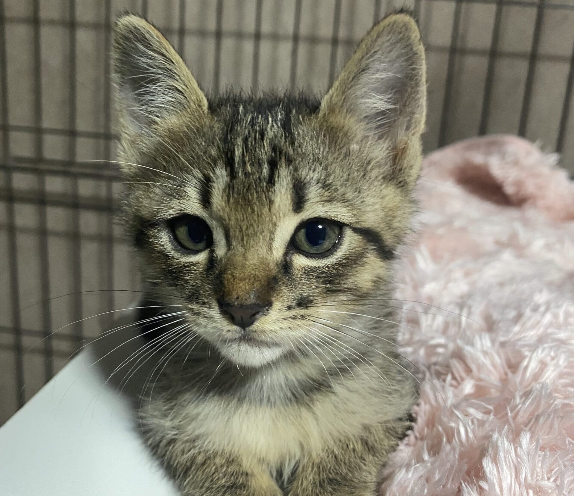 生後１ヶ月から２ヶ月の時期