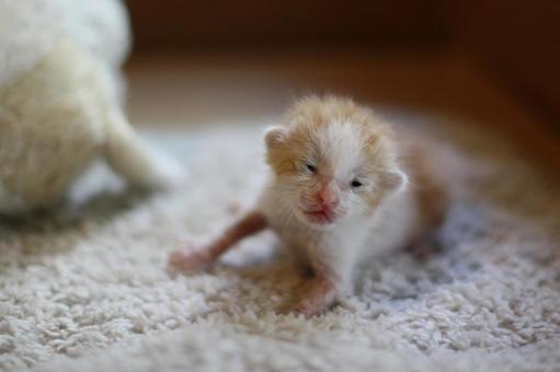 生まれたばかりから目が開いてない時期の子猫の育て方
