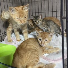 保護猫が猫風邪だった時の対処法。感染拡大は絶対に防ぐべし!