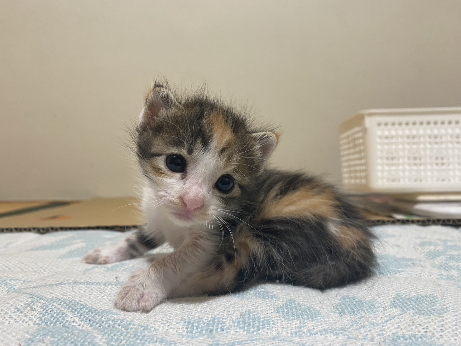 生後２週間から４週間まで