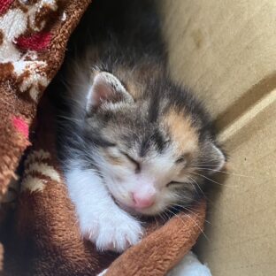 子猫の保護猫が下痢をしている。その原因として考えられるものと対処法。