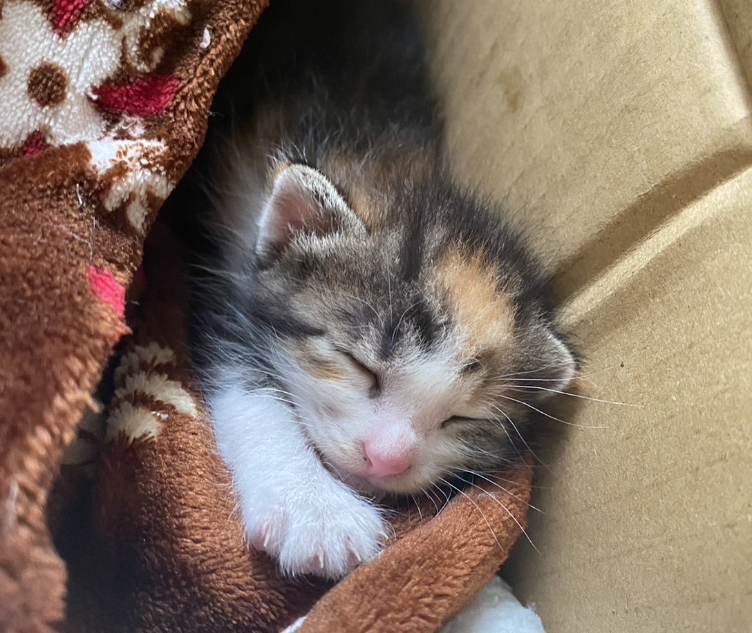 子猫の保護猫が下痢をしている