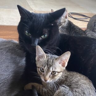保護猫団体の寄付を物資でしたい時、おすすめのものは?当団体は古着を集めています。