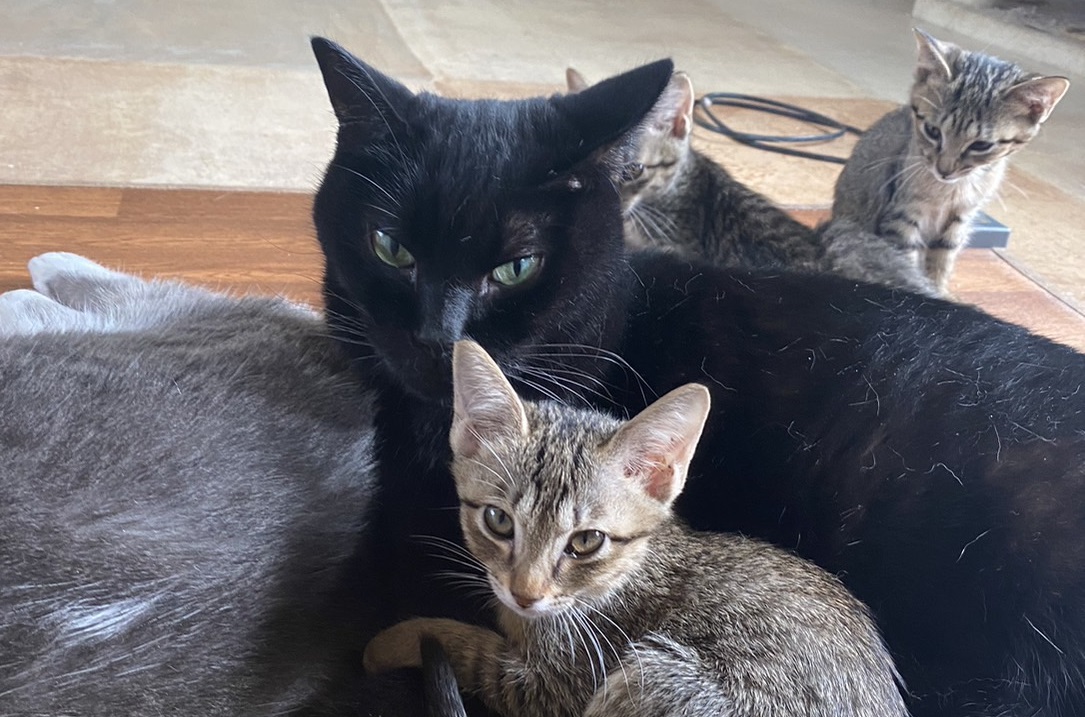 保護猫団体の寄付を物資でしたい時、おすすめのものは？