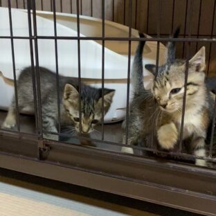 保護猫がケージに入れたら鳴く場合の対策。パターン別に解説します。