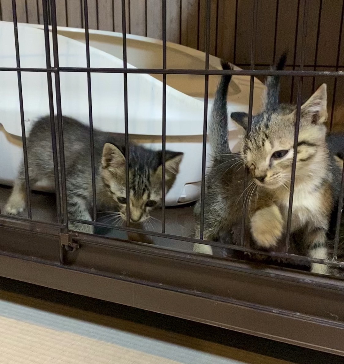 保護猫がケージに入れたら鳴く場合の対策。パターン別に解説します。