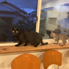 保護猫を飼いたいけれど後見人がいない場合はどうすればいい？諦めるのは早いかもしれません