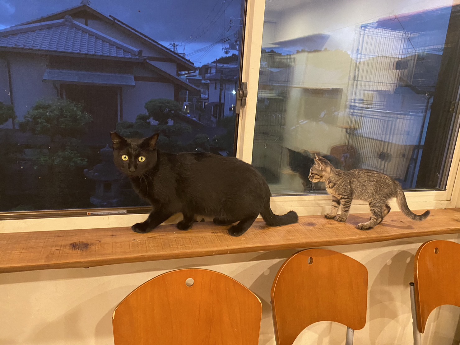 保護猫を飼いたいけれど後見人がいない場合はどうすればいい?