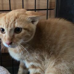 保護猫の子猫が夜泣きするのはいつまでか。早く環境に慣れさせるコツ。