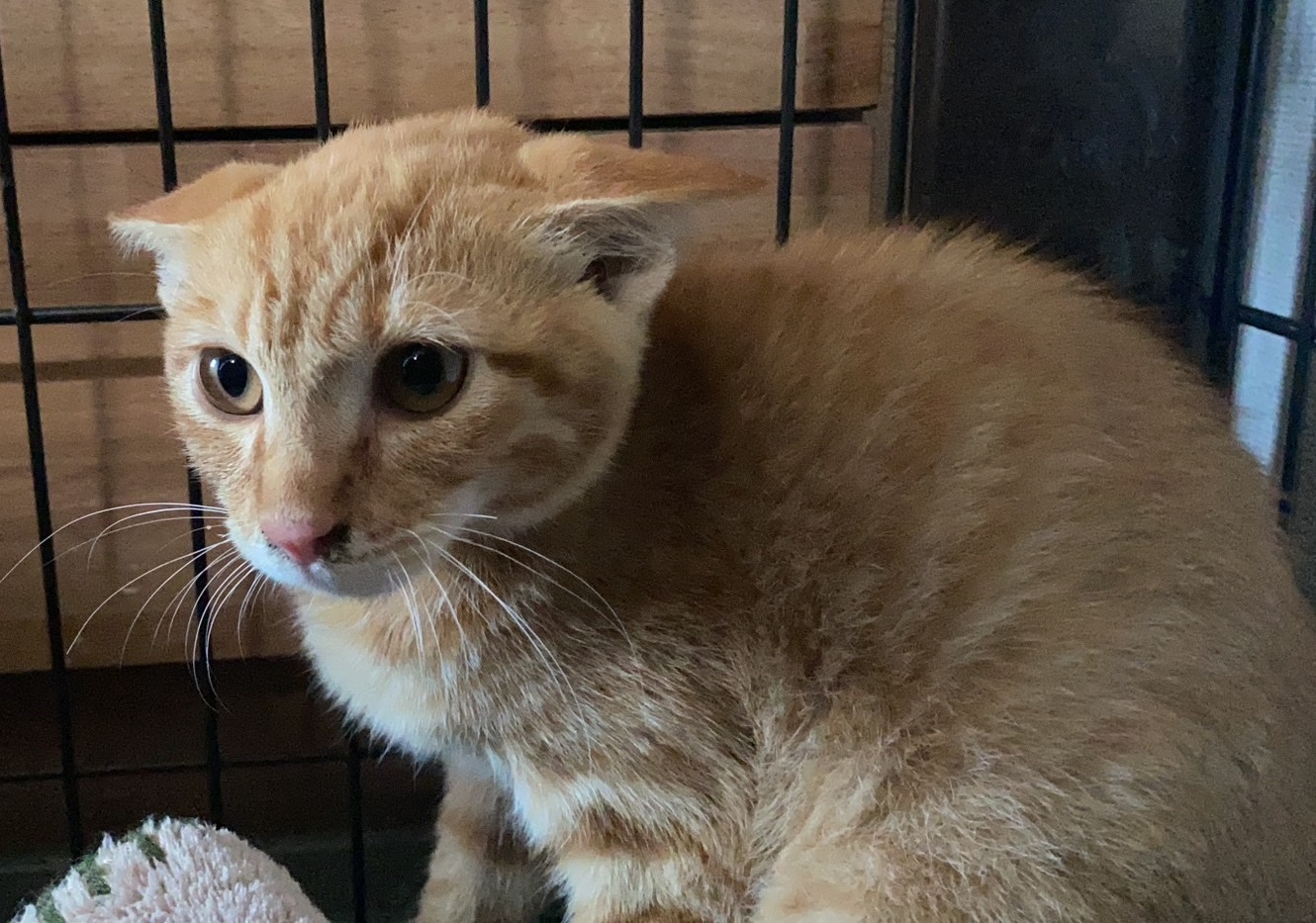 保護猫の子猫が夜泣きするのはいつまでか。