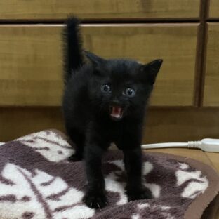 保護猫のシャーはいつまで?月齢と状況別対策