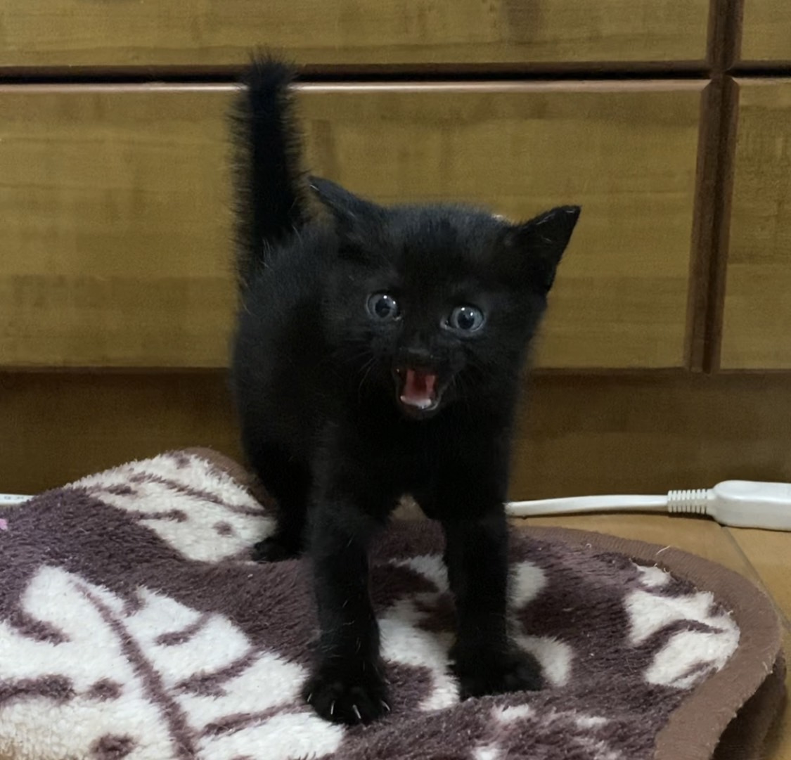 保護猫のシャーはいつまで?