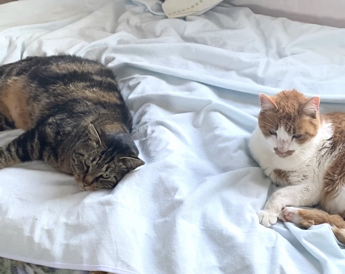 保護初日からベッドでくつろぐクロちゃんとハニーくん