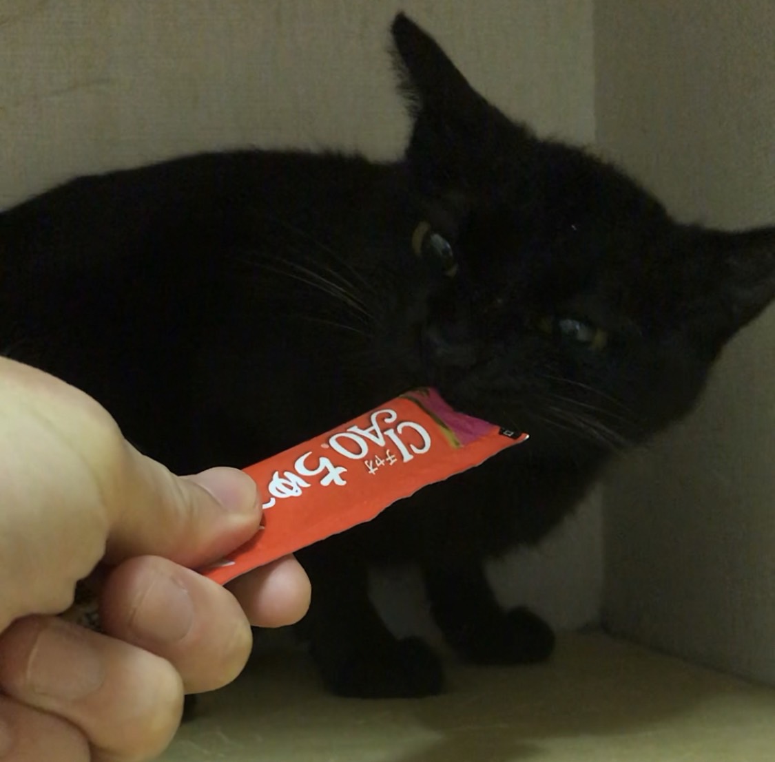 保護したけれど全く懐かなかったお母さん猫