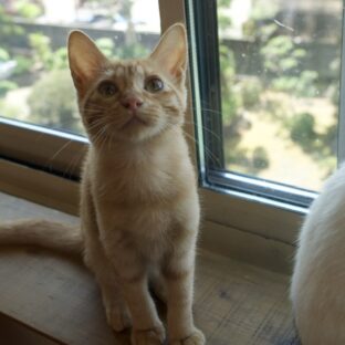 保護猫が外に出たがって鳴く時の対処法は?いつか出たくなくなる?