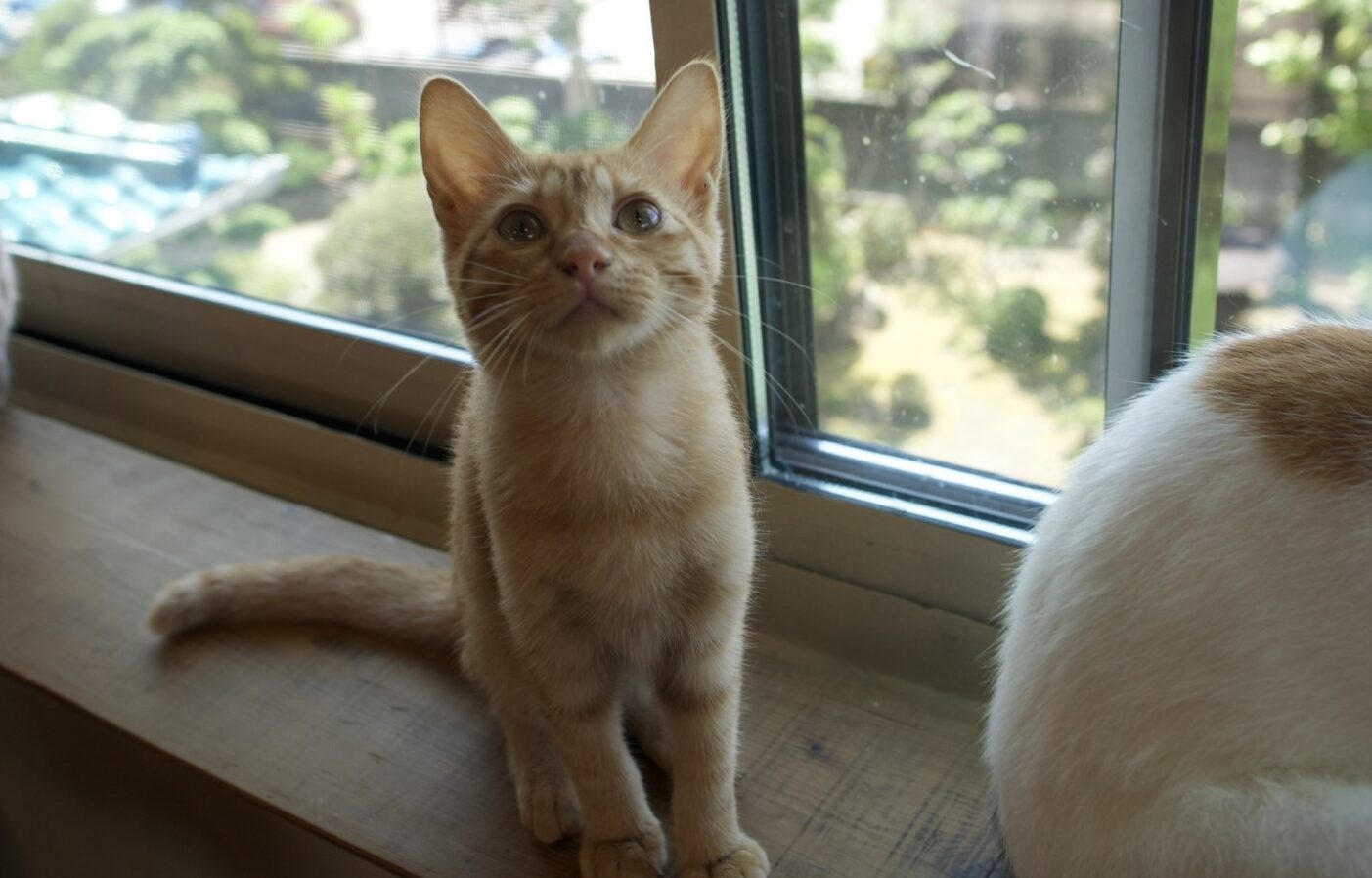 保護猫が外に出たがって鳴く時の対処法は