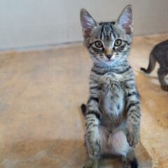 保護猫の誕生日、いつにしている？子猫なら大体分かるけれど成猫は難しい！およその決め方