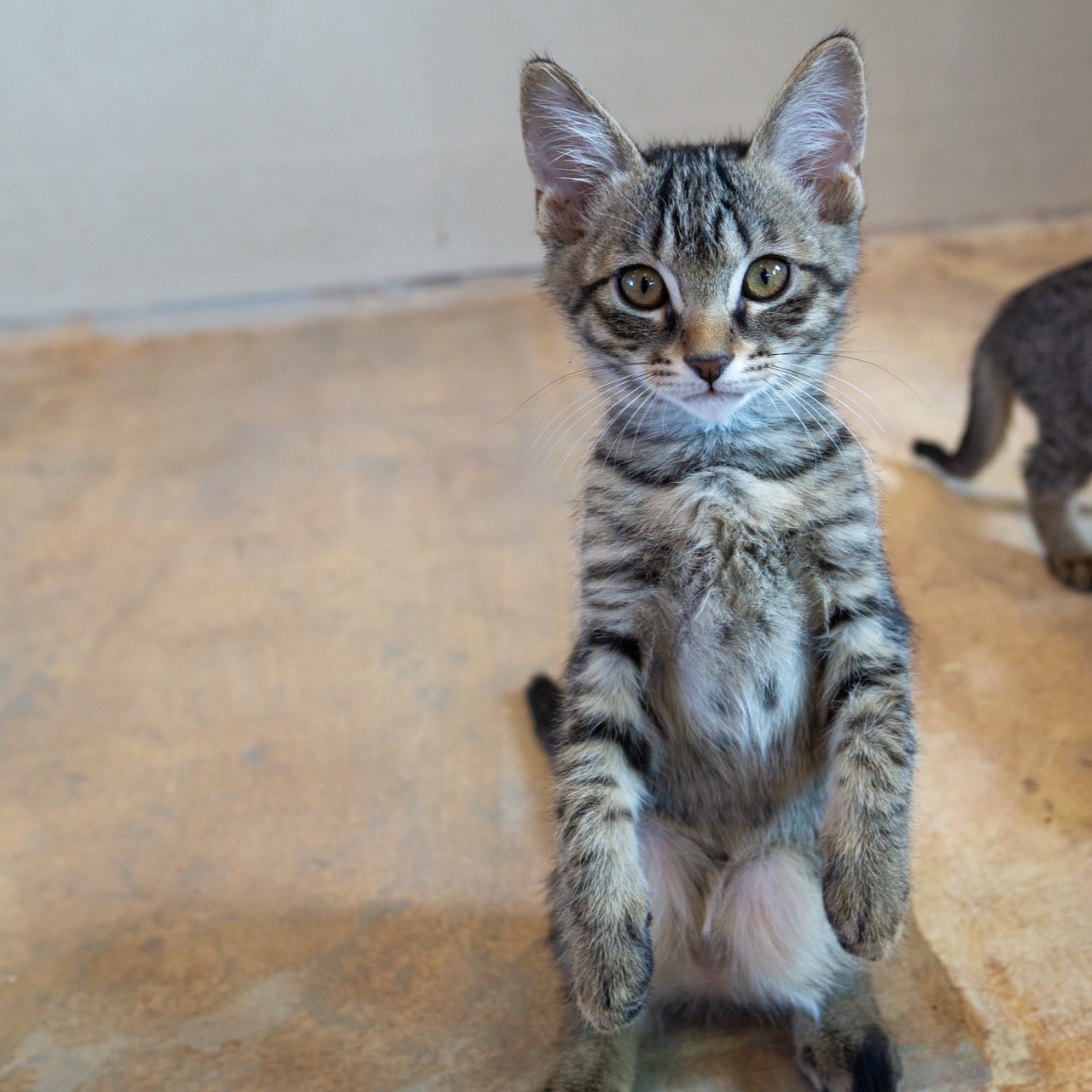 保護猫の誕生日、いつ？