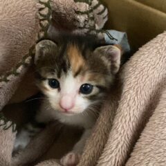 保護猫のチャリティーグッズを買うなら！日常的に使うもので定期的に支援できるグッズ