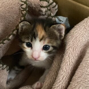 保護猫のチャリティーグッズを買うなら!日常的に使うもので定期的に支援できるグッズ