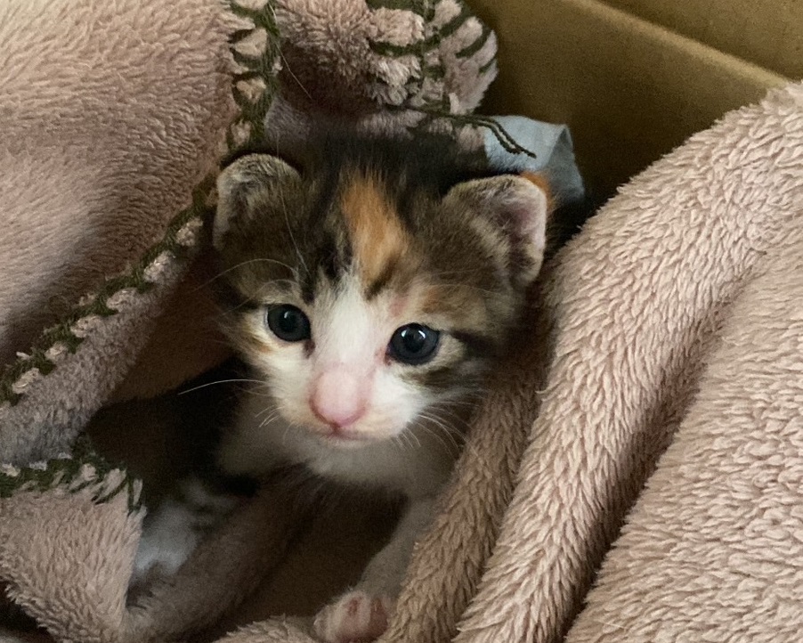 保護猫のチャリティーグッズを買うなら