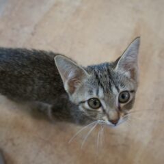 保護猫が懐かないのはなぜ？パターン別仲良くなる方法