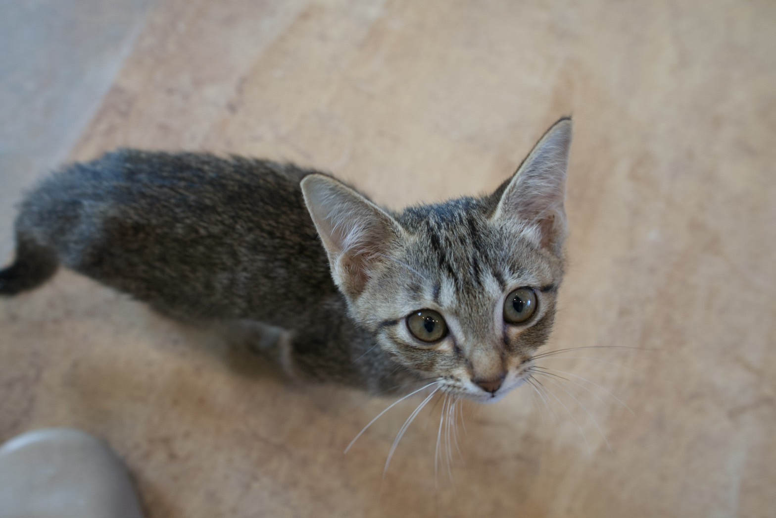保護猫が懐かないのはなぜ?