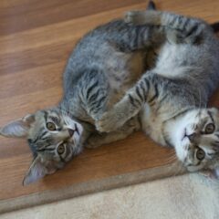 保護猫団体が抜き打ちチェックでアポ無し訪問？そんな人とは関わらない方が…