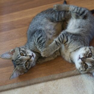 保護猫団体が抜き打ちチェックでアポ無し訪問？そんな人とは関わらない方が…