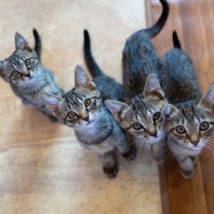 保護猫は２匹同時にトライアルした方がいい？うまく仲良くなれるパターンと気をつけたい組み合わせ