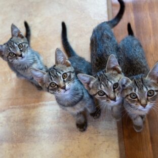 保護猫は２匹同時にトライアルした方がいい？うまく仲良くなれるパターンと気をつけたい組み合わせ