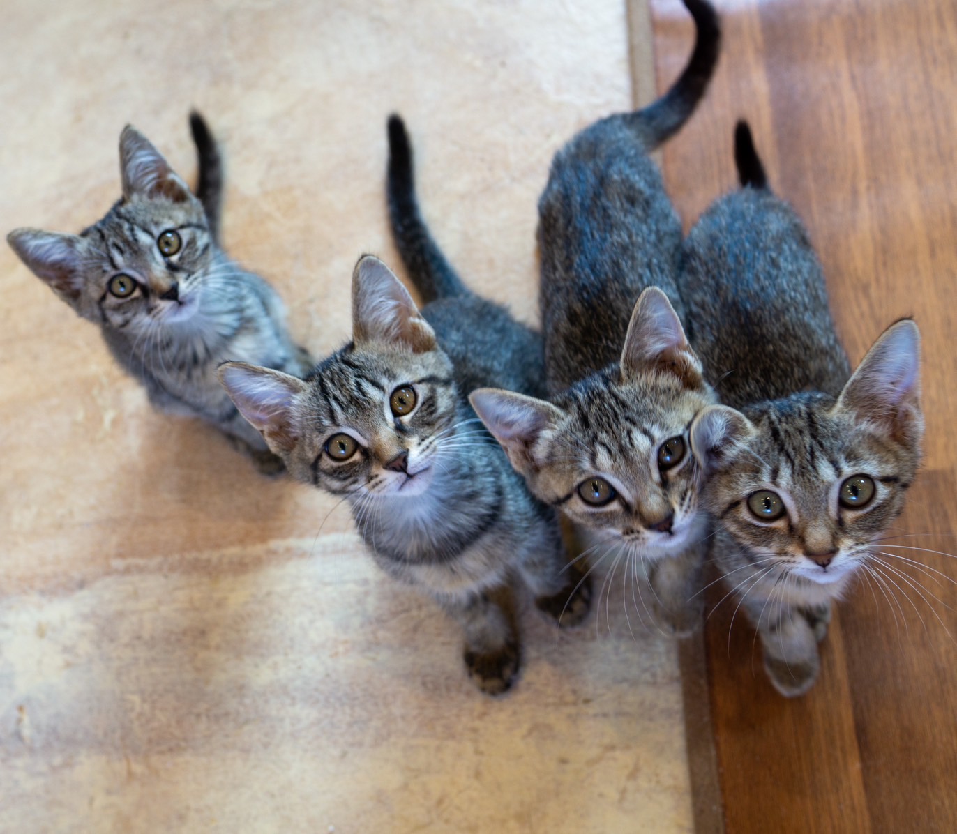 保護猫は２匹同時にトライアルした方がいい？