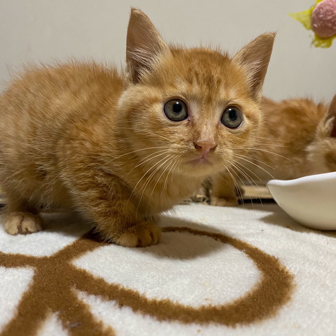 保護した猫がノミだらけだった場合の対処法