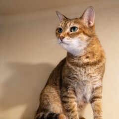 保護猫を返却するかどうか悩んだら。その悩み、改善方法があるかもしれません。