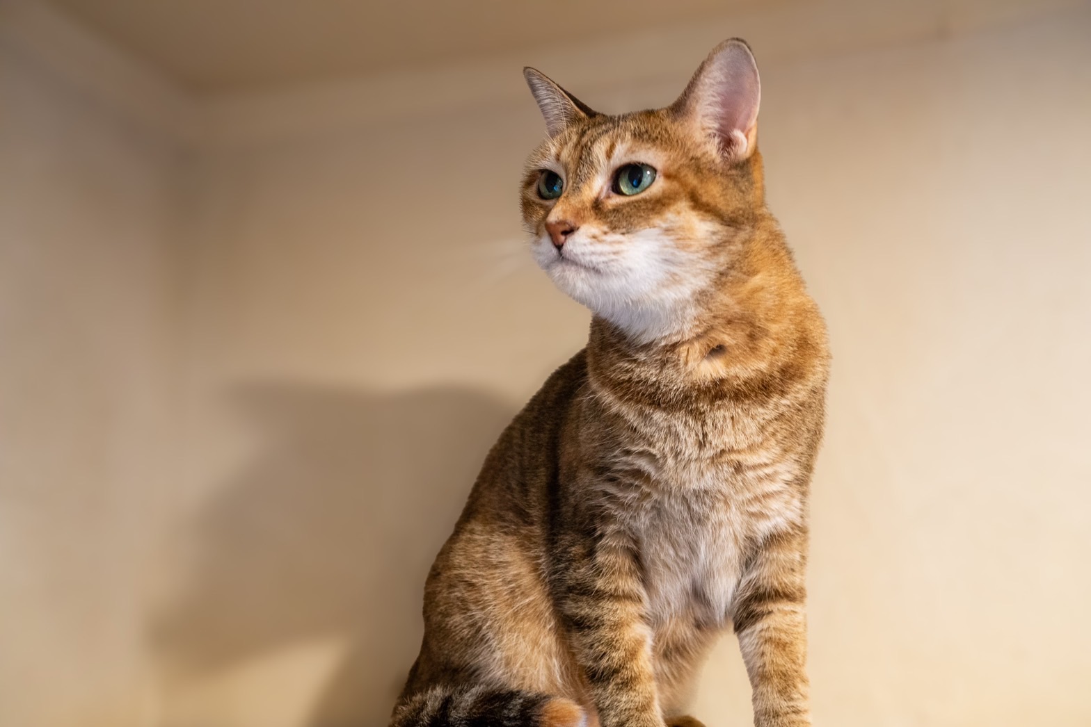保護猫を返却するかどうか悩んだら