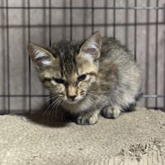 保護した猫が部屋の片隅で固まってしまう時。この状態から人馴れするまでの流れ