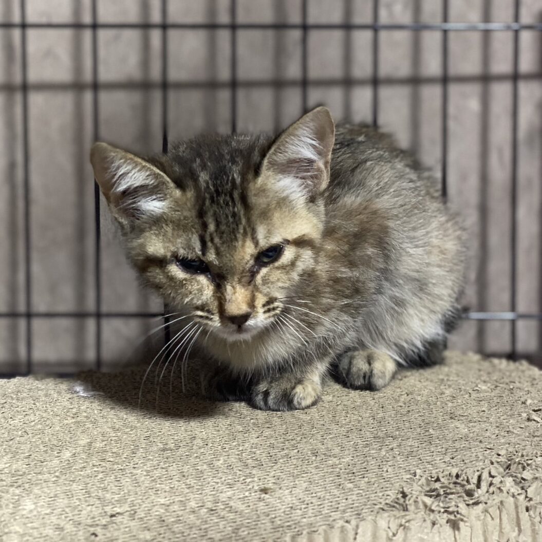 保護した猫が部屋の片隅で固まってしまう時