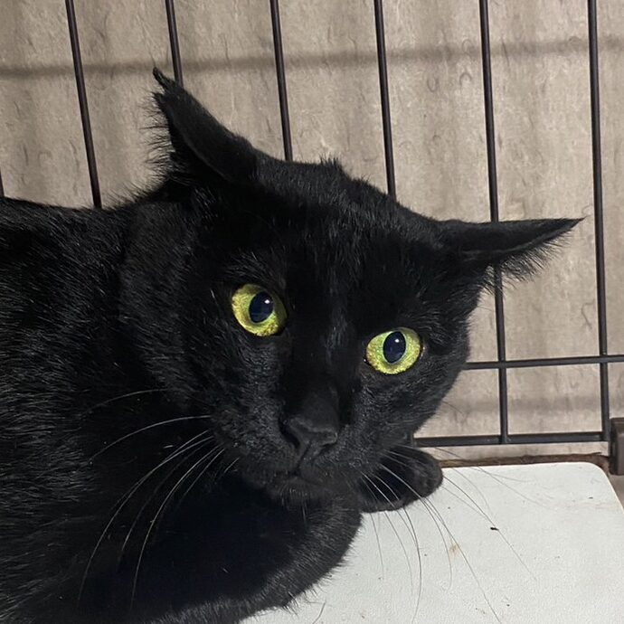 耳カットしている猫は保護すべき?