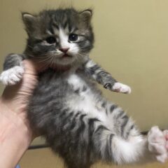 保護猫を飼うのは難しい?しつけや人懐こさはペットショップの猫と比べてどうなのか。