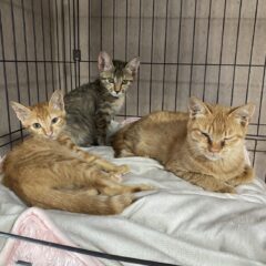 保護猫の虫下しをするタイミングは?おすすめ駆虫薬や病院での検査費用について