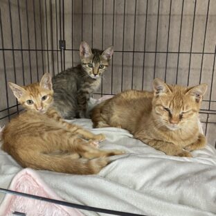 保護猫の虫下しをするタイミングは？おすすめ駆虫薬や病院での検査費用について