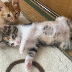 保護猫チャリティーグッズ販売をしています!買い物で応援してください。