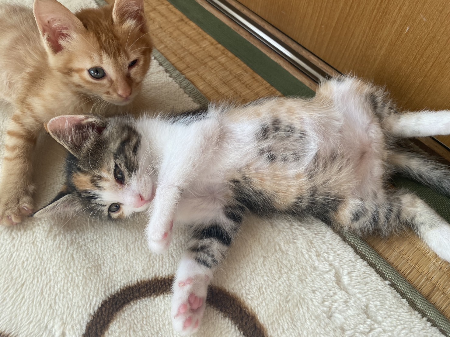 保護猫チャリティーグッズ販売をしています！