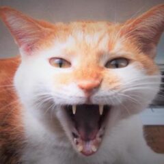 保護猫の警戒心を解く方法。やってはいけないことを避けて懐いてもらうには。