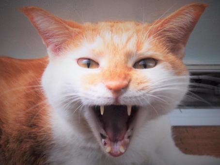 保護猫の警戒心を解く方法