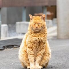 捨て猫を保護してあげたいけど飼えない。そんな時の対処法