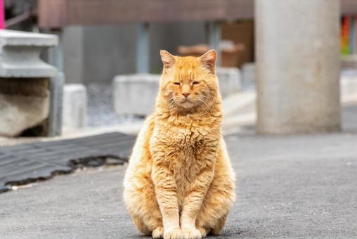 捨て猫を保護してあげたいけど飼えない