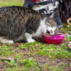 保護した猫がごはんをがっつく。病気や環境など考えられる理由