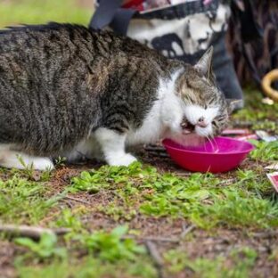 保護した猫がごはんをがっつく。病気や環境など考えられる理由