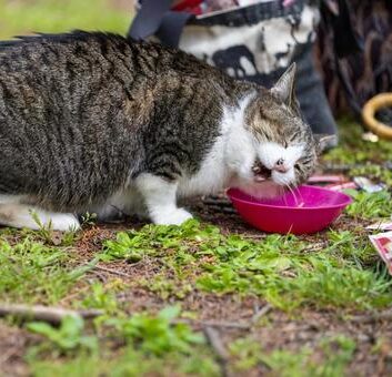 保護猫がごはんをがっつく